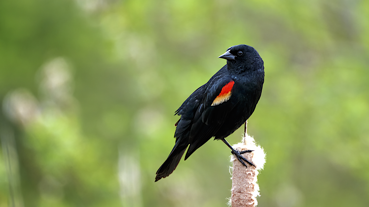 Red-winged Blackbird Male