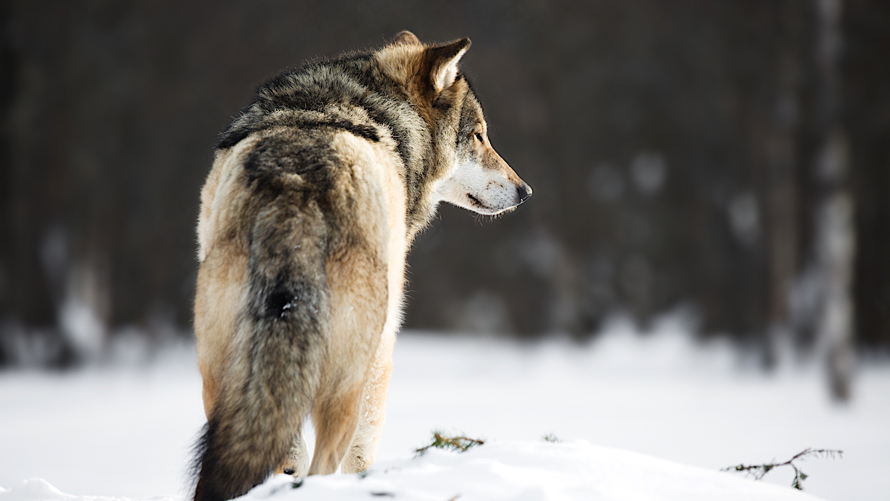 Wolf in the snow