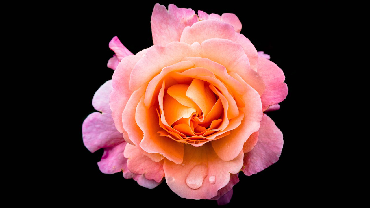 Liyannaj-Track-Roses